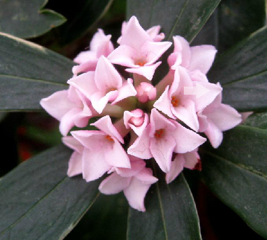 瑞香花（中药）