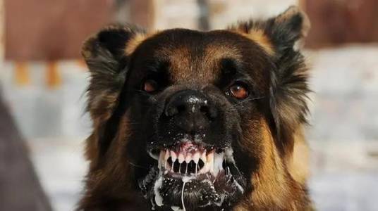 疯狗（患狂犬病的狗）