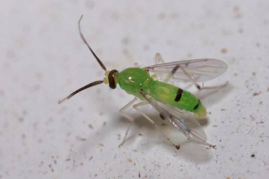 蠓（双翅目下蠓科昆虫的统称）