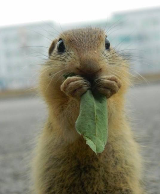 地鼠（帛鼠亚科下的一属动物）