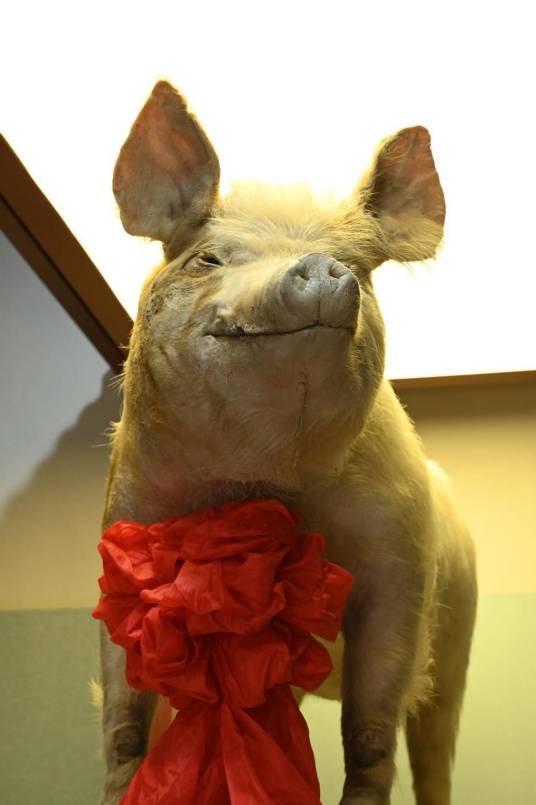 猪坚强（2008年汶川地震幸存猪）