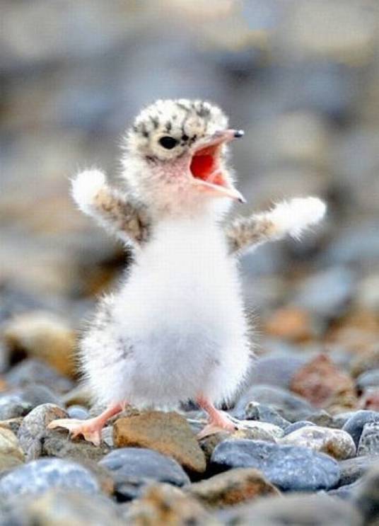 雏鸟（生物学名称）