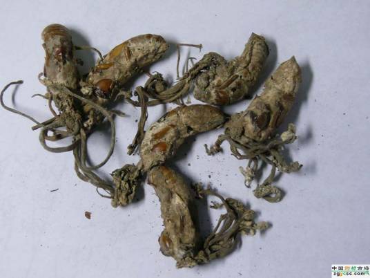 金蝉花（真菌界虫生性药用真菌）