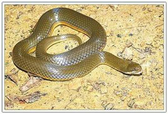 水蛇（爬行纲蛇目游蛇科锦蛇属下的一种动物）