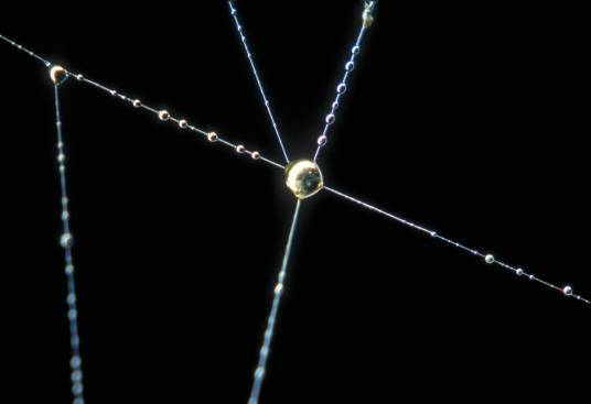 蜘蛛丝(蜘蛛吐出的丝)