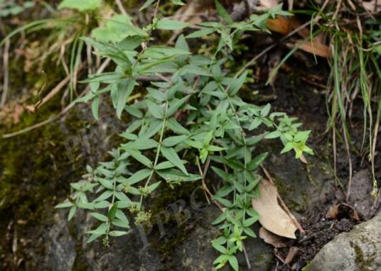 紫参（茜草科茜草属植物）