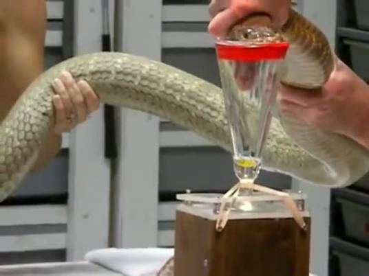 蛇毒（毒蛇从毒腺中分泌出来的一种液体）