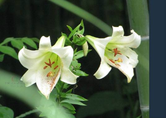 野百合（百合科百合属植物）