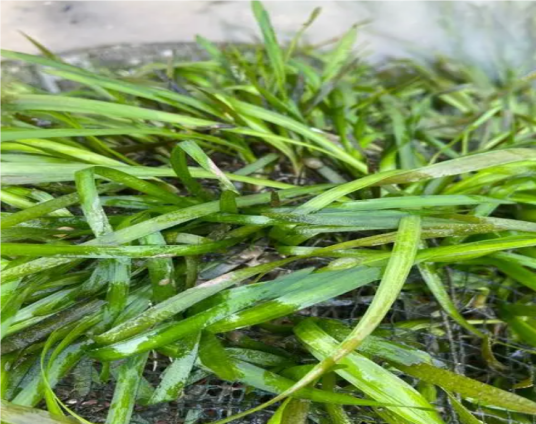 苦草（水鳖科苦草属植物）