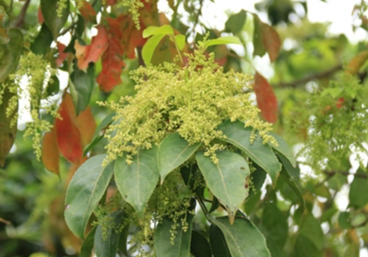 秋枫（叶下珠科秋枫属植物）