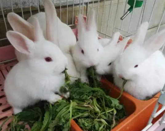 养兔(畜牧业)