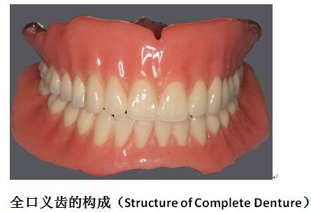 全口义齿
