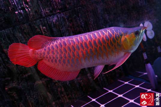 红龙鱼