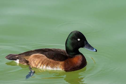 青头潜鸭（鸭科潜鸭属鸟类）