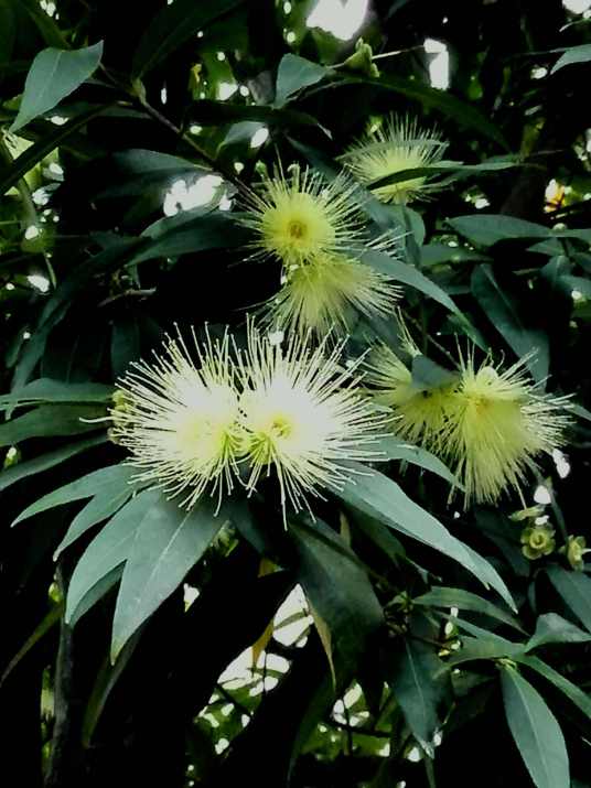 蒲桃(桃金娘科蒲桃属植物)