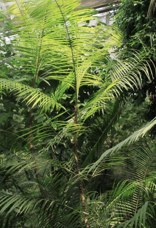 黄藤（棕榈科黄藤属植物）