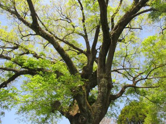 朴树（大麻科朴属植物）