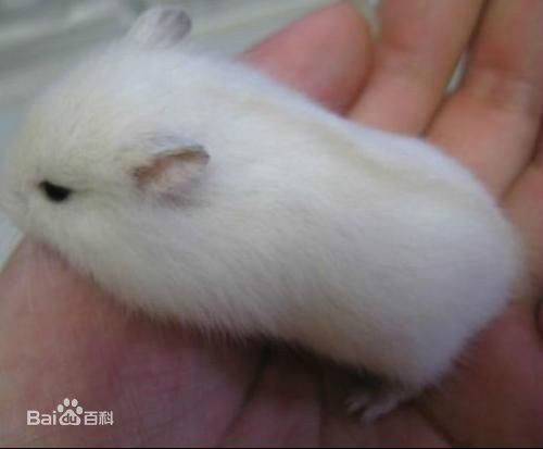 金狐（仓鼠的一种）