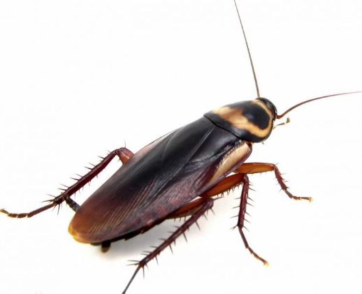 甴曱（蜚蠊目蜚蠊科动物）