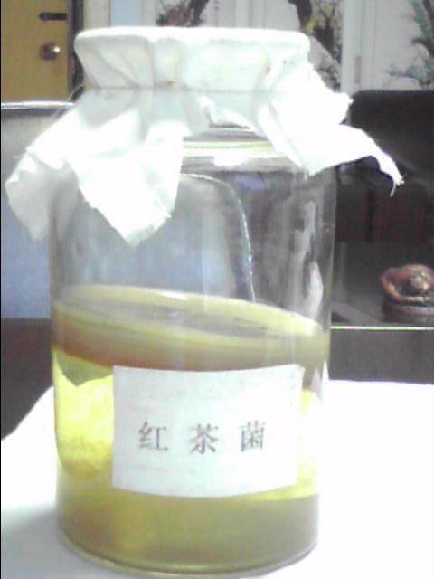 红茶菌