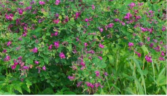胡枝子（豆科胡枝子属植物）