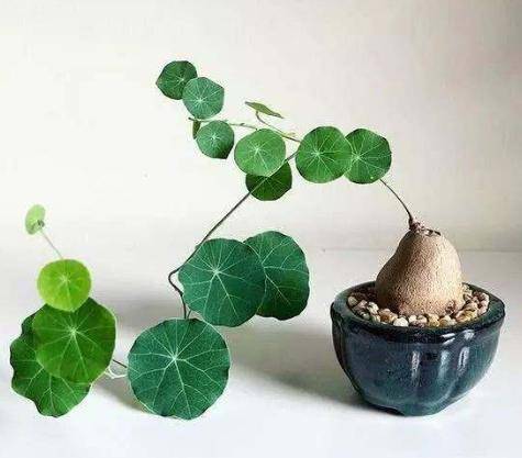 山乌龟（防己科千金藤属植物）