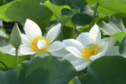 白莲（睡莲科莲属植物）