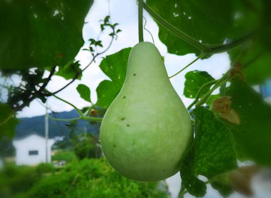 匏瓜（葫芦科葫芦属植物）