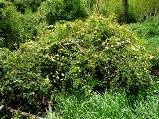 木香花(蔷薇科蔷薇属的一种植物)