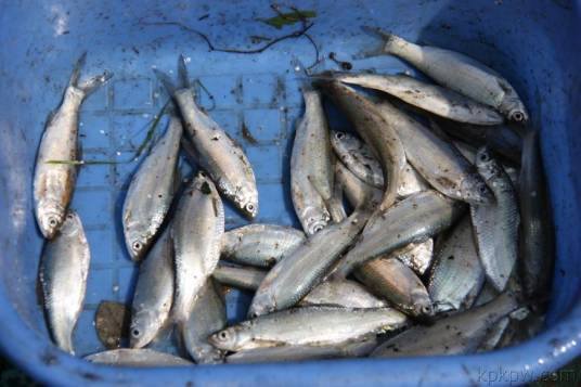 鲦鱼（鲤形目鱼类）