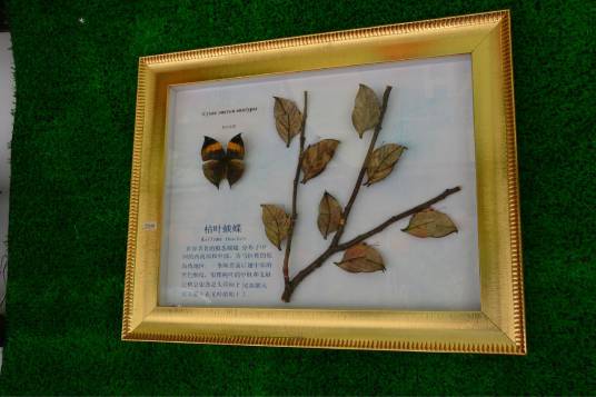 标本（保持实物原样物品）