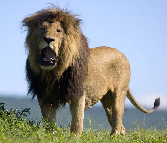 非洲狮（大型猫科动物）