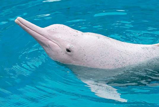 中华白海豚（海豚科白海豚属动物）