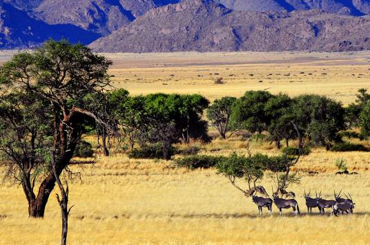 非洲大草原（纪录电影）