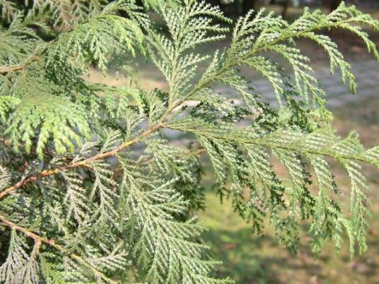 杜松（柏科刺柏属植物）