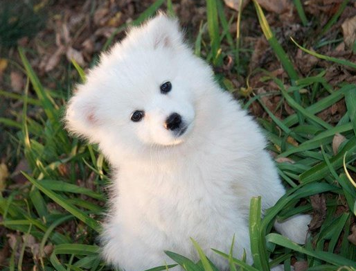 爱斯基摩犬（犬科犬属动物）