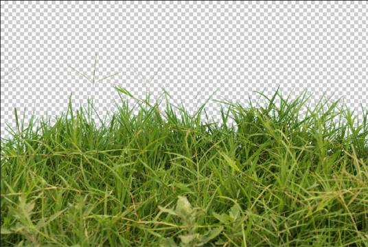 杂草（中文名词）