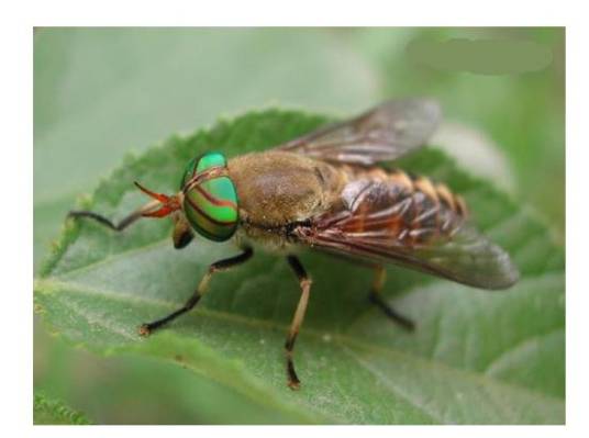 虻虫（昆虫纲动物）