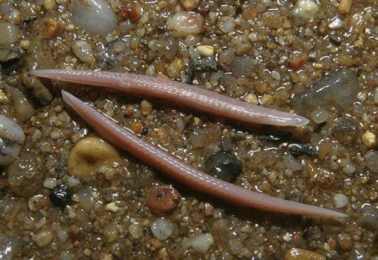 文昌鱼(文昌鱼科文昌鱼属动物)