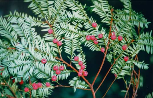 南方红豆杉（红豆杉科红豆杉属植物）