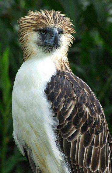 食猿雕(鹰科食猿雕属鸟类)