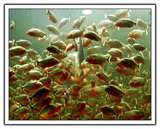 水虎鱼（硬骨鱼纲动物）