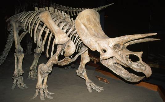 古生物（地质学专业术语）