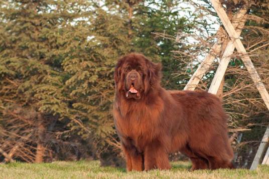 纽芬兰犬