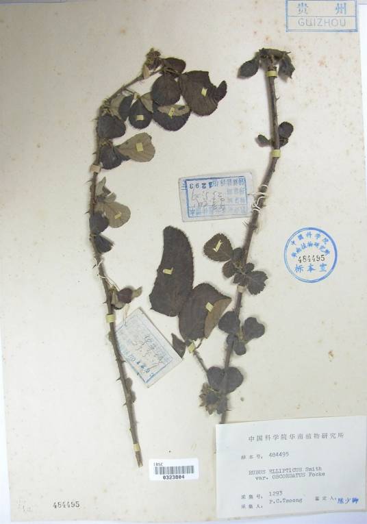 钩子（蔷薇科悬钩子属植物）