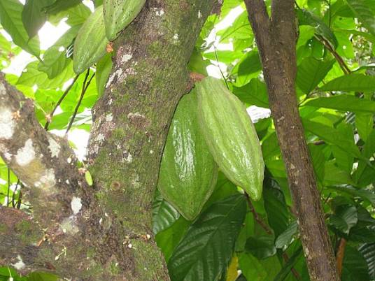 可可果（产于热带美洲的植物）