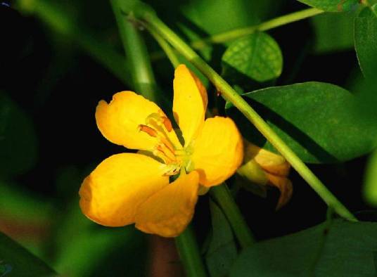 决明（豆科决明属植物）