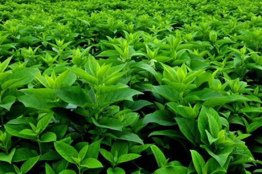 玄参(玄参科玄参属植物)