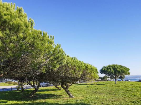 金松(金松科金松属植物)