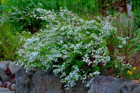 绣线菊(蔷薇科绣线菊属植物)